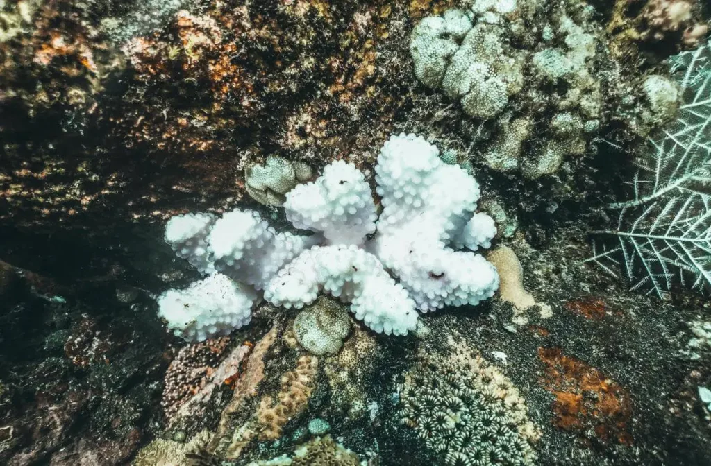 Bleached white coral reef showing climate change impact and marine ecosystem collapse